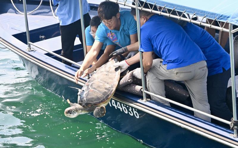 圖示該隻被漁護署人員救獲的綠海龜被放流至大海。