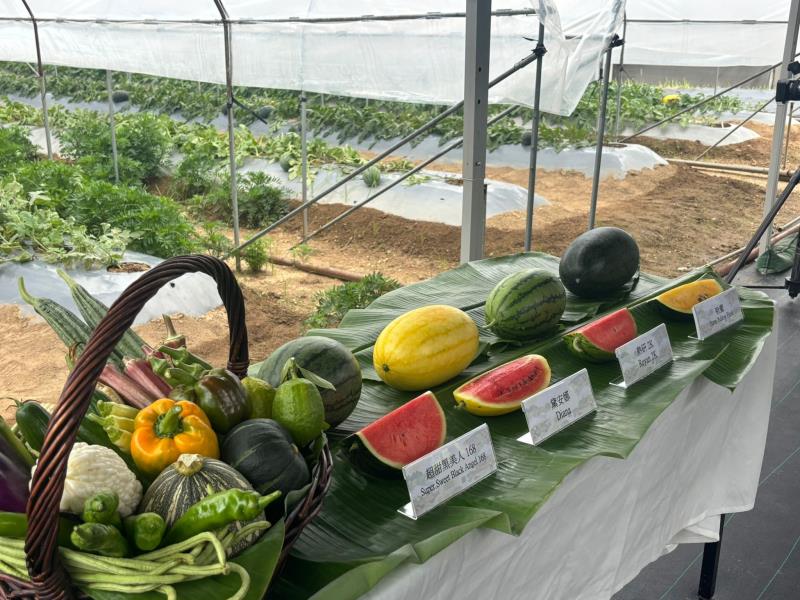 有機西瓜節本周五起在青衣城舉行。麥佩琳攝