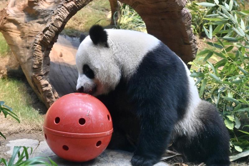 春天是大熊貓繁殖的季節 海洋公園將觀察大熊貓的行為變化(政府新聞網圖片)