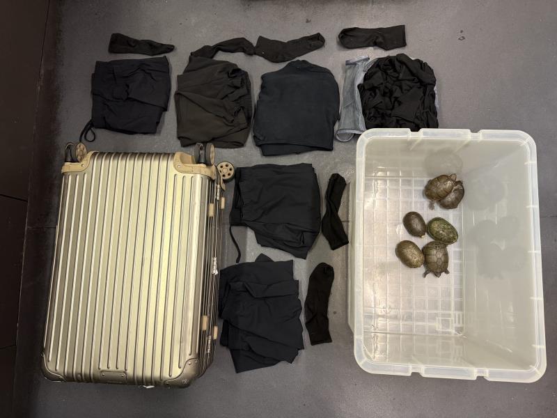 漁農自然護理署聯同香港海關四月三十日在香港國際機場偵破一宗瀕危物種案件，檢取六隻極度瀕危的瓦拉塔泥龜，估計市值逾一百二十萬元。 （政府新聞處圖片）
